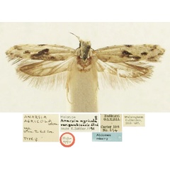 /filer/webapps/moths/media/images/G/gambiensis_Anarsia_HT_BMNH.jpg