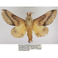 /filer/webapps/moths/media/images/P/pallens_Pallastica_AM_TMSA_02.jpg