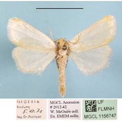 /filer/webapps/moths/media/images/F/flavicosta_Ochrotilema_A_MGCLa_03.JPG