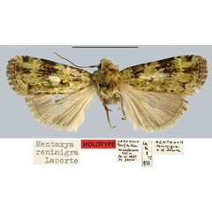 /filer/webapps/moths/media/images/R/reninigra_Mentaxya_HT_MNHN.jpg