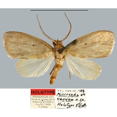 /filer/webapps/moths/media/images/V/vaovao_Microzada_HT_MNHN.jpg