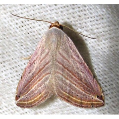 /filer/webapps/moths/media/images/R/ragusana_Honeyania_A_Braun_06.jpg