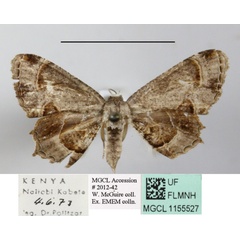 /filer/webapps/moths/media/images/T/theclata_Phazaca_A_MGCLa_03.JPG