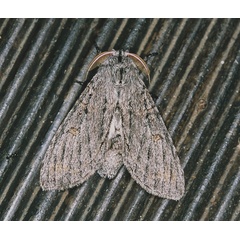/filer/webapps/moths/media/images/B/bergeri_sulaki_Afroplitis_A_Roland_02.jpg