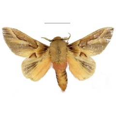 /filer/webapps/moths/media/images/A/adalensis_Leptometa_HT_ZSM.jpg