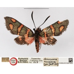 /filer/webapps/moths/media/images/A/amoena_Arniocera_HT_NHMUK.jpg