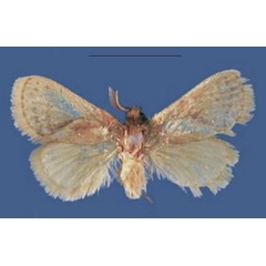/filer/webapps/moths/media/images/M/mbalaensis_Lukeniana_HT_NMK.jpg