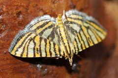 Glyphodes xanthostola