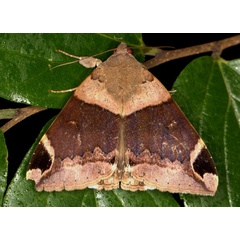 /filer/webapps/moths/media/images/L/lienardi_Achaea_A_Heyns_01.jpg