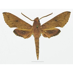 /filer/webapps/moths/media/images/R/roseipennis_Hippotion_AM_Basquin_01a.jpg