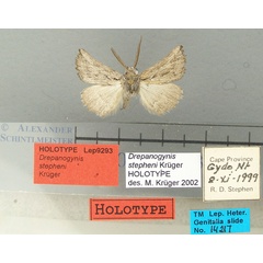 /filer/webapps/moths/media/images/S/stepheni_Drepanogynis_HT_TMSA.jpg