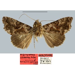 /filer/webapps/moths/media/images/S/subaerea_Argyrogramma_HT_MNHN.jpg