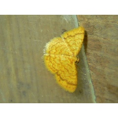 /filer/webapps/moths/media/images/F/flavata_Heterostegane_A_Goff_02.jpg