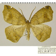 /filer/webapps/moths/media/images/F/fimosa_Epigynopteryx_AM_ZSMa.jpg