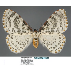 /filer/webapps/moths/media/images/P/pulchra_Caloschemia_AF_Fiebig.jpg
