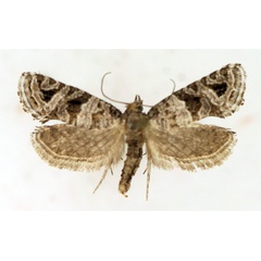 /filer/webapps/moths/media/images/S/scutifera_Pseudurgis_AF_TMSA.jpg