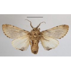 /filer/webapps/moths/media/images/R/rosinaria_Rosinella_A_MGCLb_01.JPG
