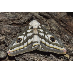 /filer/webapps/moths/media/images/B/bioculata_Heniocha_AM_Klimsa.jpg