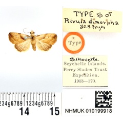 /filer/webapps/moths/media/images/D/dimorpha_Rivula_STM_BMNH.jpg