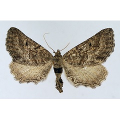 /filer/webapps/moths/media/images/S/sculpta_Hebdomophruda_AF_TMSA.jpg