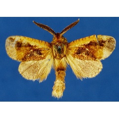/filer/webapps/moths/media/images/O/ochreicosta_Moyencharia_AM_Lehmann_03_EPiEOUR.jpg