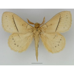 /filer/webapps/moths/media/images/S/sordida_Philotherma_AM_Basquin_02.jpg