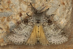 Eudasychira proleprota