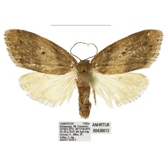 /filer/webapps/moths/media/images/B/bokwaongo_Spatulosia_PTF_ANHRT_02.jpg