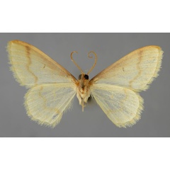 /filer/webapps/moths/media/images/V/vitellina_Scopula_HT_ZSM_02.jpg