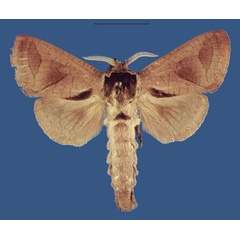 /filer/webapps/moths/media/images/D/durbanica_Shimbania_AF_SNHM.jpg