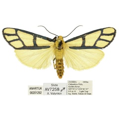 /filer/webapps/moths/media/images/C/cyanogramma_Anaphosia_AM_ANHRT.jpg