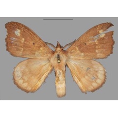 /filer/webapps/moths/media/images/M/marialara_Hapsimachogonia_PTM_Mueller_02.jpg