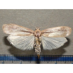 /filer/webapps/moths/media/images/S/saccharina_Eldana_A_Goff_02_2BgvirN.jpg
