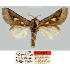 /filer/webapps/moths/media/images/G/griveaudi_Antiophlebia_HT_MNHN.jpg
