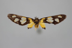 Stictonaclia anapera