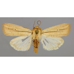 /filer/webapps/moths/media/images/O/operosa_Mythimna_A_RMCA_01.jpg