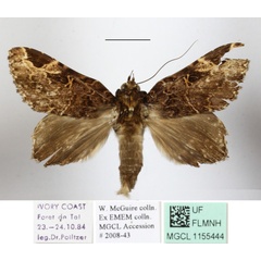 /filer/webapps/moths/media/images/E/eximia_Pseudotolna_AM_MGCLa_01.JPG
