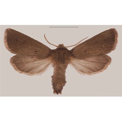 /filer/webapps/moths/media/images/C/corymbosus_Sesamia_HT_MNHNa.jpg