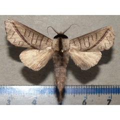 /filer/webapps/moths/media/images/H/heterogyna_Peratodonta_A_Goff_01.jpg