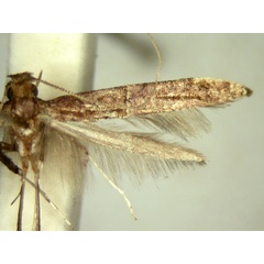 /filer/webapps/moths/media/images/P/poecilostola_Caloptilia_HT_TMSA5657.jpg