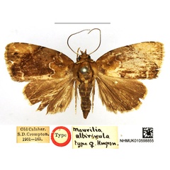/filer/webapps/moths/media/images/A/albirivula_Maurilia_HT_NHMUK_v96Kvs6.jpg