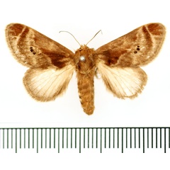/filer/webapps/moths/media/images/H/habenichti_Ctenolita_AF_BMNH.jpg