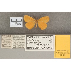 /filer/webapps/moths/media/images/F/fulvicolora_Leptaroa_STM2_OUMNH_02.jpg