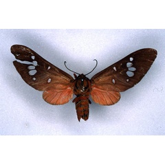 /filer/webapps/moths/media/images/O/obliterata_Balacra_HT_ZMHB_01.jpg