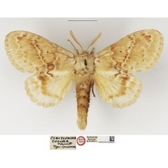/filer/webapps/moths/media/images/D/decora_Ceratopacha_HT_NHMUK.jpg