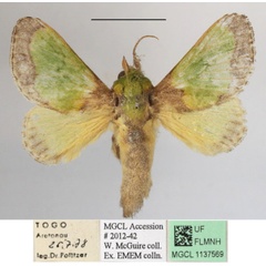 /filer/webapps/moths/media/images/S/semiochracea_Parasa_A_MGCLa_01.JPG