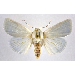 /filer/webapps/moths/media/images/T/tibialis_Chasmina_AM_NHMO.jpg