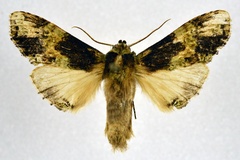/usr/local/www/sites/moths/media/images/S/sjostedti_Stemmatophalera_AM_NHMO.jpg