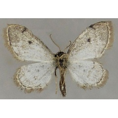 /filer/webapps/moths/media/images/I/illustrior_Idaea_AM_ZSMb.jpg