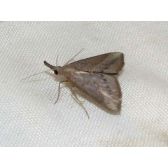 /filer/webapps/moths/media/images/M/masurialis_Hypena_A_Goff_01.jpg